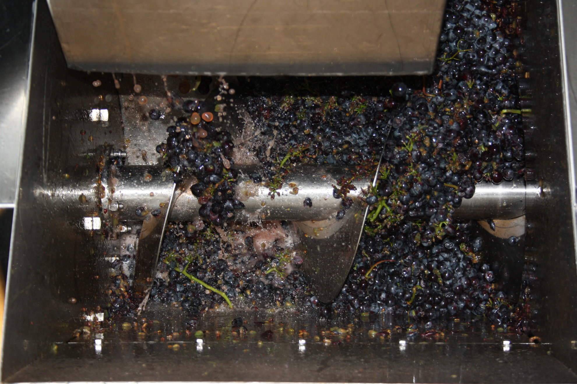 Pigiatura e fermentazione dell'uva