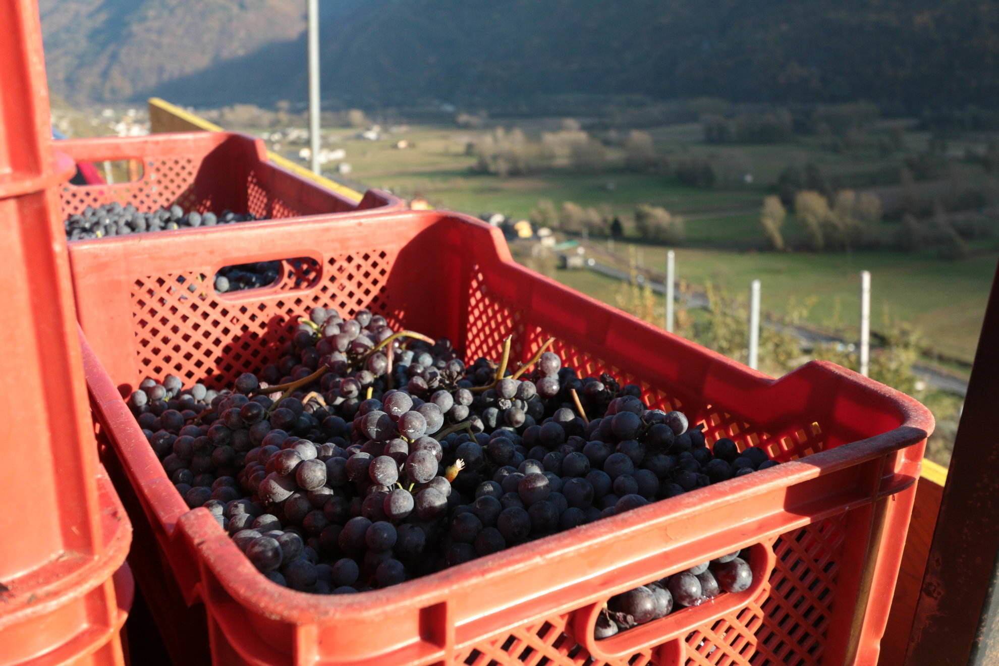 Vendemmia in Valtellina