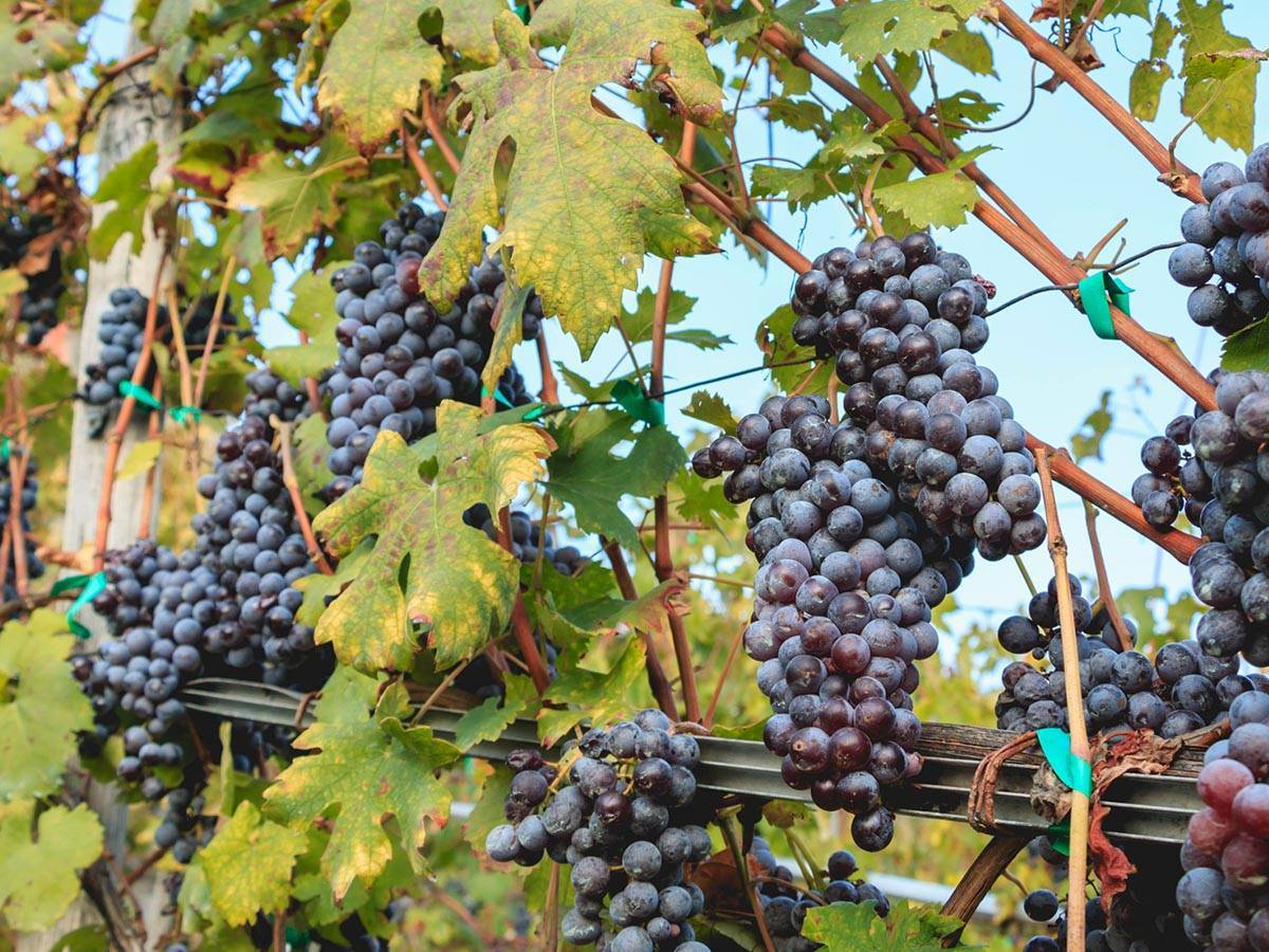 I vigneti Balgera in Valtellina