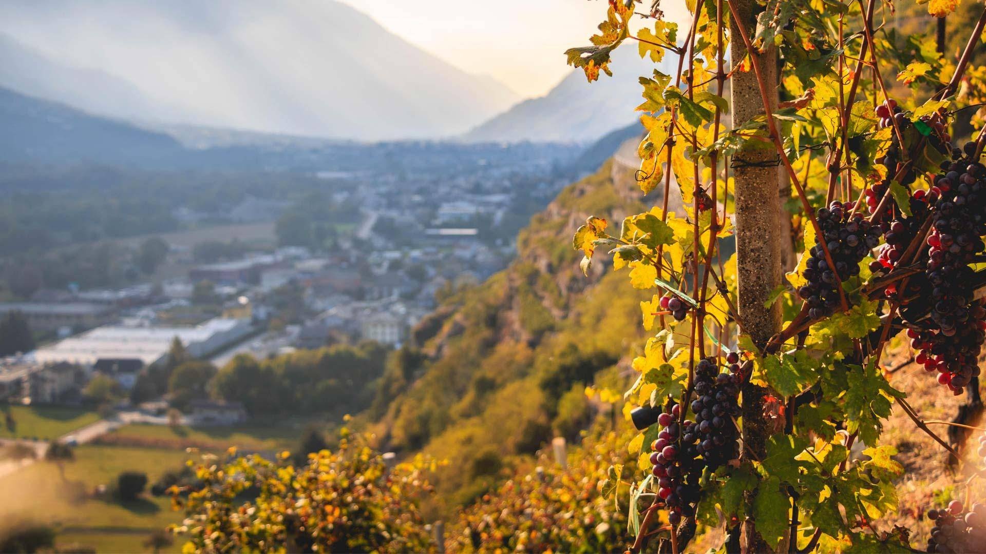 Vigneti in Valtellina